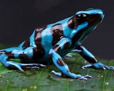 Image result for Most Dangerous Frog in the World