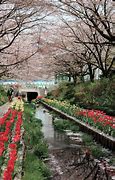 Image result for Yokohama Cherry Blossom Path