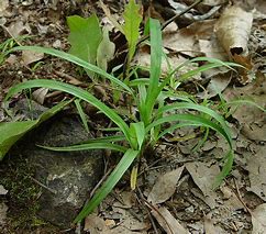 Image result for Carex Glaucodea