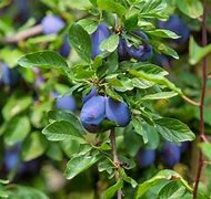 Image result for Thorny Plum Tree