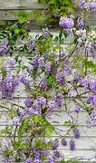 Image result for Flowering Vines Seeds