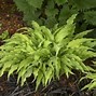 Image result for Hosta Curly Fries