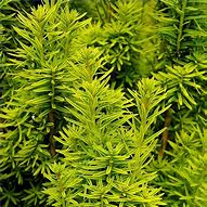 Image result for Taxus baccata Ivory Tower