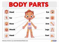 Image result for Human Body Parts Worksheets for Kids