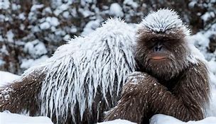 Image result for Yeti Animal Real