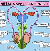 Image result for co_to_znaczy_Żeński_układ_rozrodczy