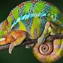 Image result for Chameleon