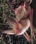 Image result for Bat Crawling