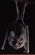 Image result for Scary Bat Names