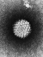 Image result for HPV