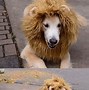 Image result for Dog Halloween Costume Ideas Homemade