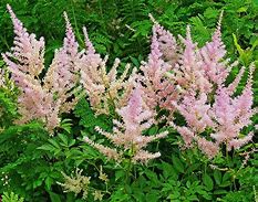 Bildergebnis für Astilbe simplicifolia Sprite