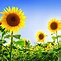 Image result for Best Sunflower Wallaper