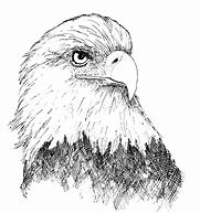 Image result for Bald Eagle Line Art