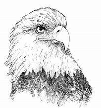 Image result for Eagle Artwork Black and White