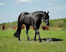 Image result for Black Quarter Horse Western