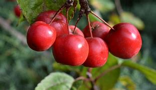 Image result for Malus Red Sentinel