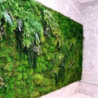 Image result for Pincushion Moss Vertical Garden