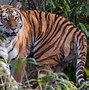 Image result for A Tiger in the Zoo Kaise Banaye