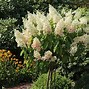 Image result for Hydrangea paniculata Wims Red