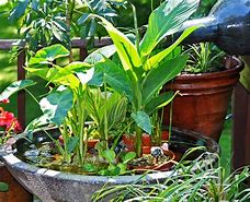 Image result for Container Water Garden