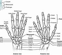 Image result for 7 Inch Wrist