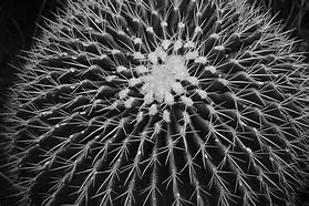 Image result for Cactus Desert Wallpaper 4K