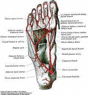Image result for Foot Blood Supply