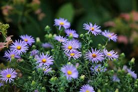 Image result for Aster laevis Glow in the Dark