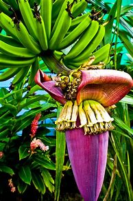Image result for flowering banana tree