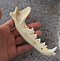 Image result for Coyote Lower Jaw Bone