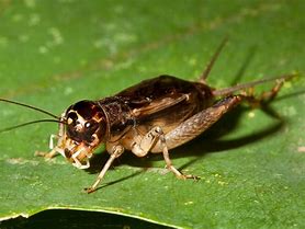 Image result for A Cricket Insect