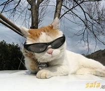 Image result for Cat with Sunglasses and Leaf On Head