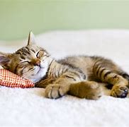 Image result for Lounging Relaxed Cat