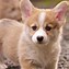 Image result for Corgi Dog Wallpaper