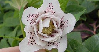 Image result for Helleborus orientalis Bridal Queen