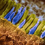 Image result for Rods and Cones Under Microscope