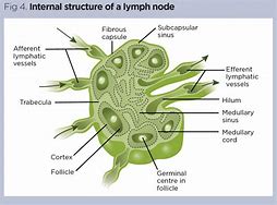 Image result for Structure of Lymph Node