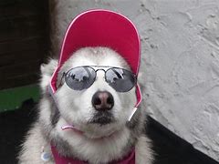 Image result for Very Cool Dog