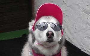 Image result for Dog Staying Cool