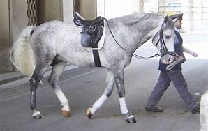 Image result for Horse Wearing Saddle