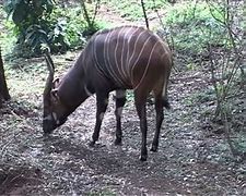 Image result for Kenya Africa Animals