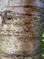Image result for Cherry Tree Bark Identification