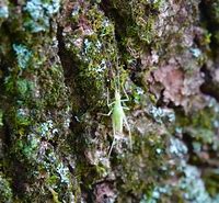 Image result for Costa Rican Tree Cricket