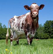 Image result for What About Cows