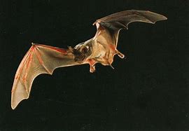 Image result for New Mexico Bats