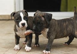 Image result for Whippet Pit Bull Mix