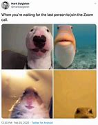 Image result for Zoom Animal Memes