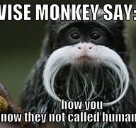 Image result for Office Monkey Meme