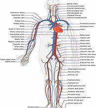 Image result for Difference Between Arteries and Veins